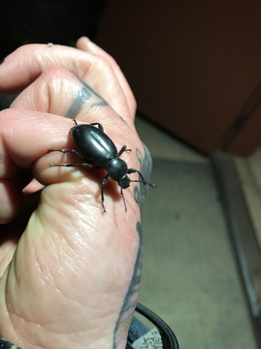 iNaturalist observation photo of Eleodes