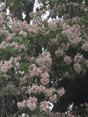 Firmiana