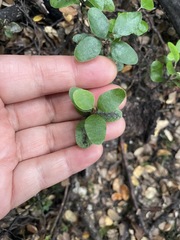 Griselinia littoralis