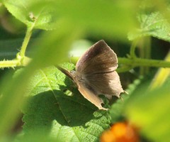 Surendra quercetorum