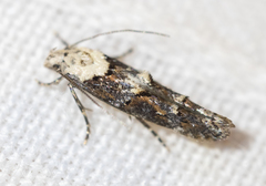 Mompha murtfeldtella