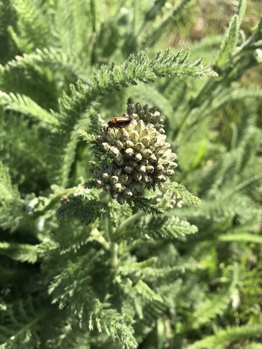 iNaturalist observation photo of Podabrini