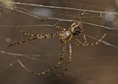 Australomimetus maculosus