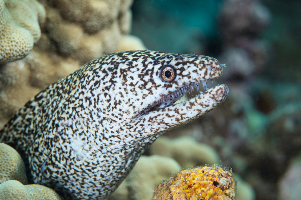 Stout Moray