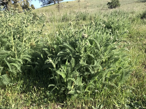 iNaturalist observation photo of common yarrow