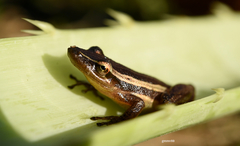 Scinax squalirostris