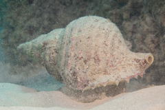 Charonia tritonis