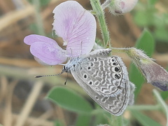 Hemiargus ramon