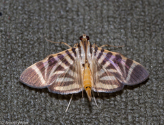 Spilomela perspicata