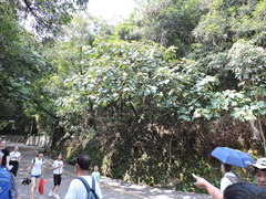Ficus esquiroliana