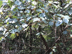Ficus esquiroliana