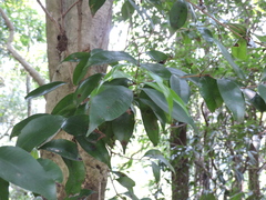Syzygium levinei