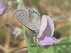 Hemiargus ramon