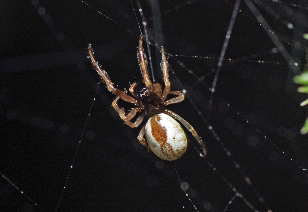Theridion theridioides