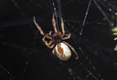 Theridion theridioides