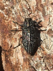 Chrysobothris caurina