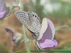 Hemiargus ramon