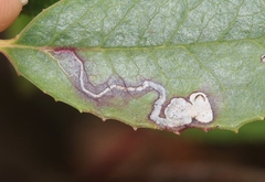 Stigmella heteromelis