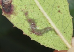 Stigmella heteromelis
