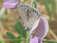 Hemiargus ramon