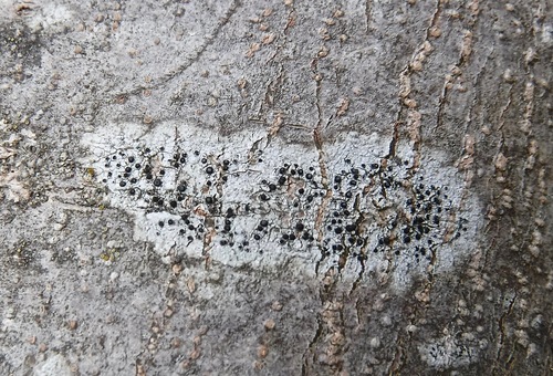 Representative image of Cliostomum