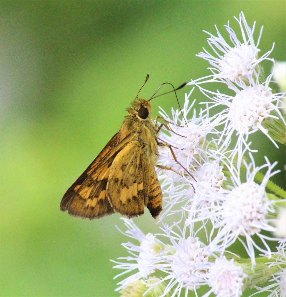 Bush Dart