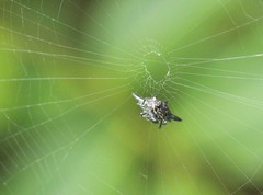 Gasteracantha diardi
