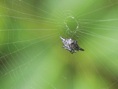 Gasteracantha diardi
