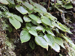 Raphiocarpus macrosiphon