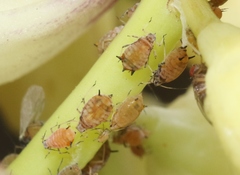 Aphis asclepiadis