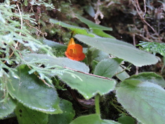 Raphiocarpus macrosiphon