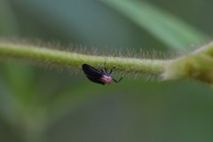 Catullioides