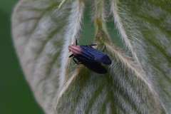 Catullioides