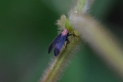 Catullioides