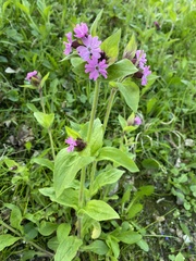 Silene dioica