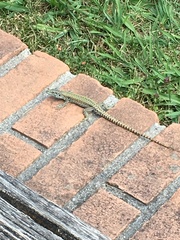 Podarcis muralis