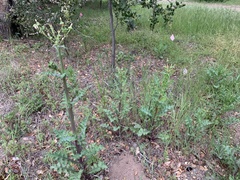 Sonchus asper asper