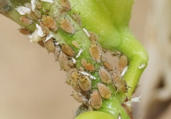 Aphis asclepiadis