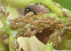 Aphis asclepiadis