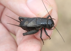 Gryllus saxatilis