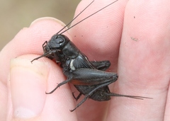 Gryllus saxatilis