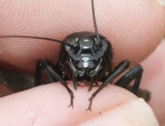 Gryllus saxatilis