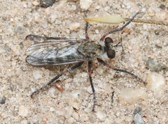 Lestomyia