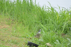 Motacilla alba leucopsis