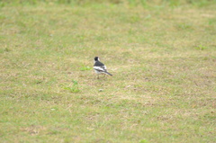 Motacilla alba leucopsis
