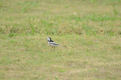 Motacilla alba leucopsis