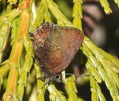 Callophrys mossii