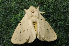 Spilosoma urticae