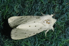 Spilosoma urticae