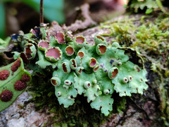 Ricasolia quercizans